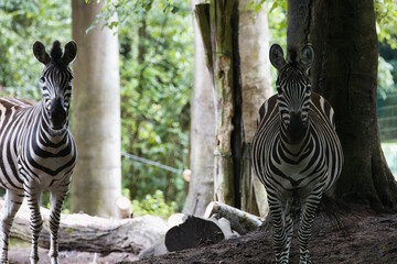 zebras in zoo