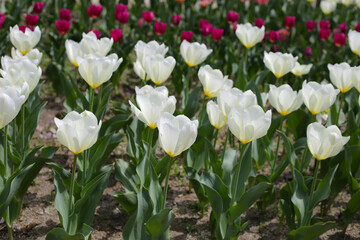 Beautiful tulip flower garden. The Expo 70 Commemorative Park, Osaka, Japan