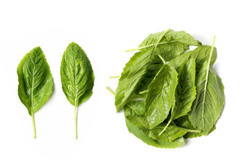 Holy basil leaves on white background.