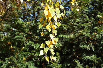 Pendulous branch of birch with autumnal foliage in mid October