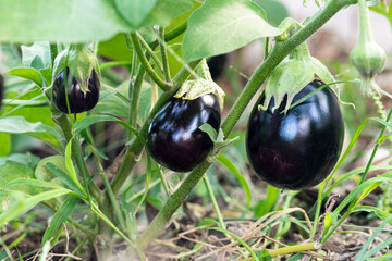 Agriculture, ripe eggplants ready for harvest.