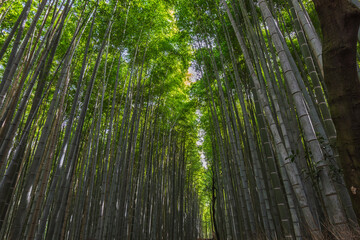 A serene path through Arashiyama Bamboo Grove in Kyoto, Japan. Tall bamboo stalks create a...