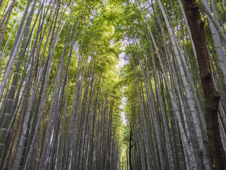 A breathtaking view of the serene Arashiyama Bamboo Grove in Kyoto, Japan. Tall, slender bamboo...