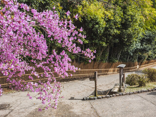 Vibrant pink azaleas bloom profusely along a pathway, bordering a bamboo grove.  A rustic wooden...