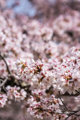 Close-up of delicate pink cherry blossoms in full bloom.  The image showcases the intricate details of the flowers and their soft, pastel colors. A springtime scene of natural beauty.