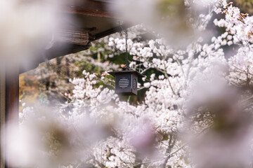 Japanese lantern hanging from a wooden structure, framed by delicate cherry blossoms in full bloom. A tranquil scene, perfect for spring themes and Asian aesthetics.  The image evokes a sense of