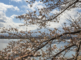 Cherry blossoms in full bloom frame Mount Fuji across Lake Kawaguchiko, Japan. A picturesque spring scene with delicate pink and white flowers against a partly cloudy sky. Tranquil and serene.
