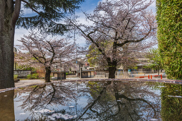 Tranquil reflection of cherry blossoms in a Japanese pond.  Pink petals drift on the still water,...