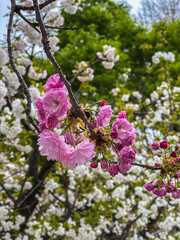 Close-up of vibrant pink cherry blossoms in full bloom, contrasting against a soft-focus background of white cherry blossoms and lush green foliage.  A stunning springtime scene.