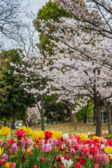 Vibrant tulips in red, yellow, and pink hues blossom in a park, set against a softly blurred...