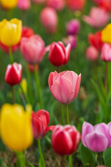 Vibrant pink, red, and yellow tulips in full bloom.  A stunning display of springtime color in a lush garden setting. Perfect for floral designs and spring themes.