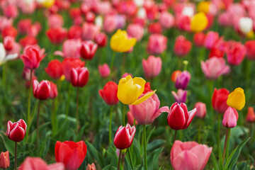 Vibrant multicolored tulips in a field.  A single yellow tulip stands out amongst the pink, red,...