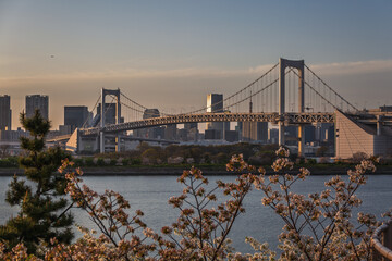 Tokyo Rainbow Bridge at sunset, with cherry blossoms in the foreground.  Iconic landmark viewed across the water, showcasing the city skyline and blooming spring flowers.