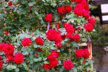 Red rose in a public park in Japan