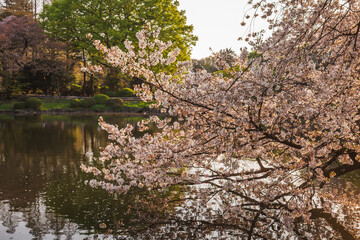 Serene cherry blossoms in full bloom gracefully overhang a tranquil pond, creating a picturesque...