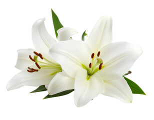  Single White Lily Flower Head with Detailed Petals on Transparent Background PNG