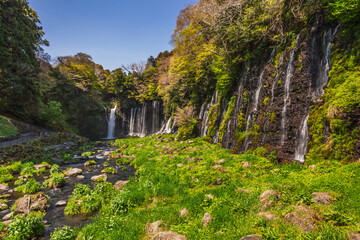 Stunning view of Shiraito Falls in Japan, a series of cascading waterfalls flowing down a...