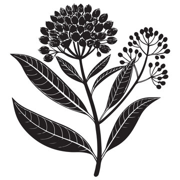 Black milkweed plant silhouette with leaves and seed pods vector