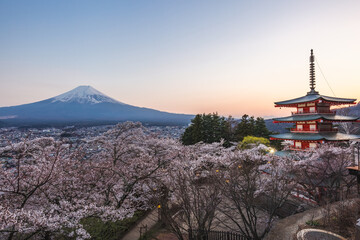 Stunning sunset view of Mount Fuji from Chureito Pagoda, Japan.  Cherry blossoms in full bloom...