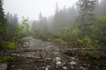 Mountain stream, landscape in fog.

