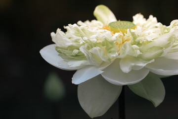 white flowers