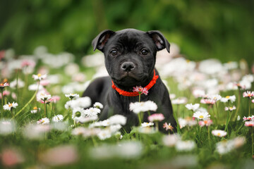 cute staffordshire bull terrier puppy lying on a meadow with blooming bellis flowers