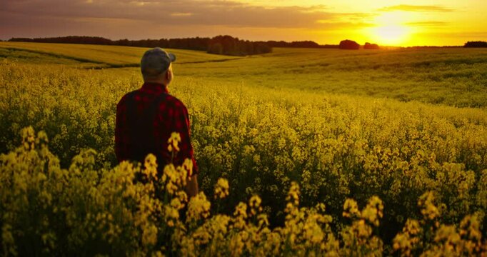 Calm Picturesque Scenery In Countryside, Rear View Of Senior Farmer Admiring Fascinating Sunset