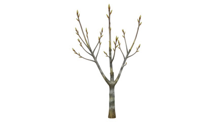 Isolated Bare Tree Branch