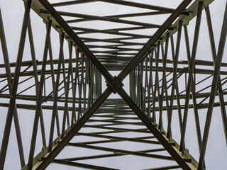 pine-tree-trunks-in-forest-upward-view