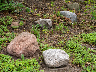Various glacial erratic boulders on a forest floor in Central Europe. Geological remnants of the Ice Age surrounded by greenery and soil