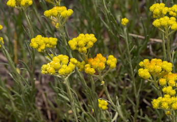 Close-up of sand everlasting (Helichrysum arenarium) in bloom. A medicinal wildflower with bright...