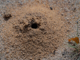Entrance of a solitary wasp or bee burrow in sandy soil. Close-up of a small mound with a central hole. Wild pollinator nesting site, typical of dry open habitats