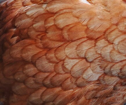 Close-up of red chicken feathers
