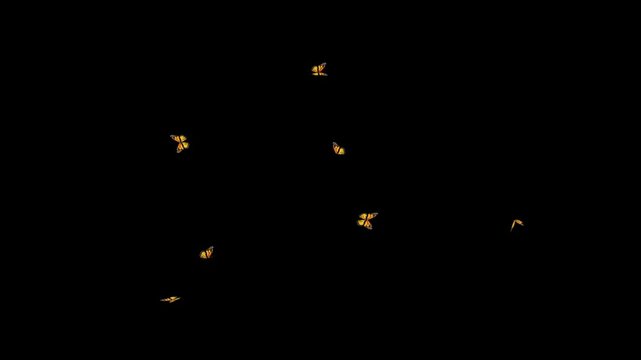 Looping Animation of Yellow Butterflies Flying Fast with Alpha Channel on Black Background