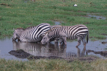 Naklejka premium Three zebras enjoying a drink