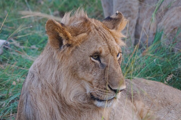 male lion cub