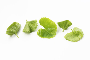 Gotu kola plant, Fresh green leaves of herb