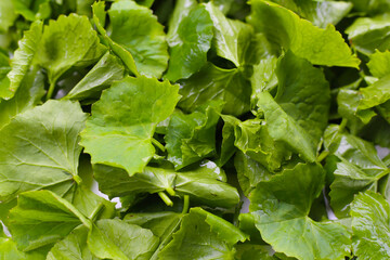Fresh gotu kola leaves, a traditional herb used to reduce inflammation and support circulation.