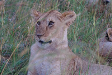 A lion in a daze