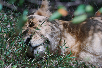 A Sleeping lion    