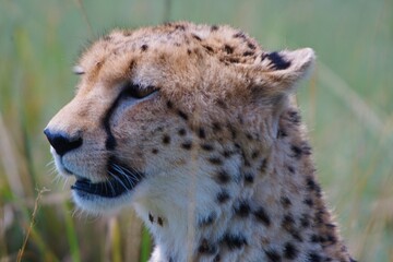 cheetah's portrait   