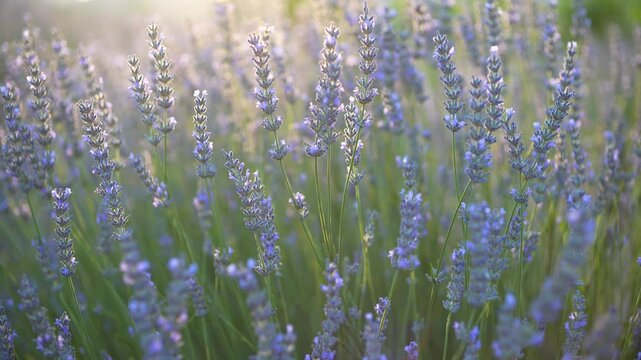 lavender in the field