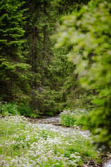 Stream in the forest with white flowers 