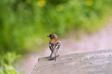 chaffinch is standing on a wooden bench
