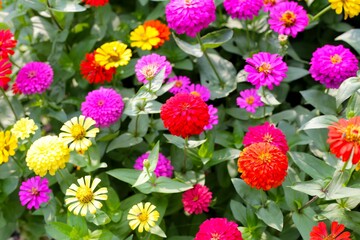 Colorful zinnias in full bloom