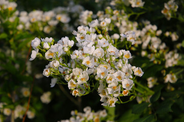 Wild white rose in Japanese garden