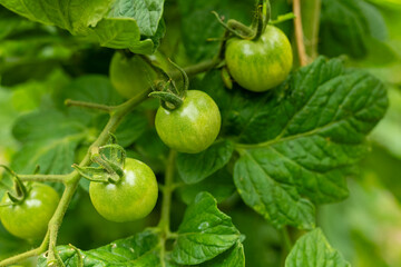 Vibrant green tomatoes growing on lush foliage in a sunlit garden