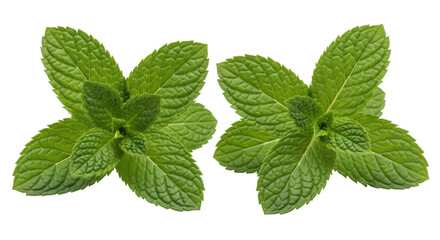 Isolated Two Sprigs of Fresh Mint