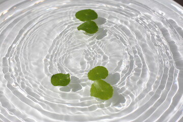 Green centella leaves floating gently in clear rippling water.