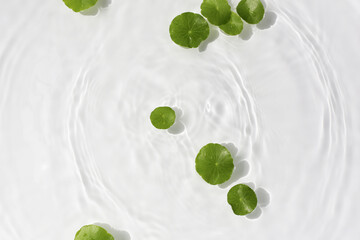 Green centella leaves floating gently in clear rippling water.